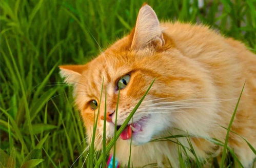 哪些草可以去当猫草 猫吃路边的青草可以吗