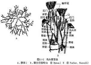 第十一章 苔藓动物门 Bryozoa 腕足动物门 Brachiopoda 箒虫动物门 Phoronida