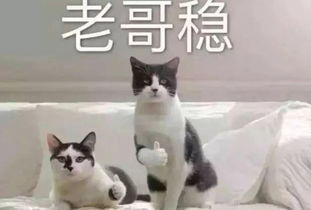 为什么现在有的猫不埋屎了 