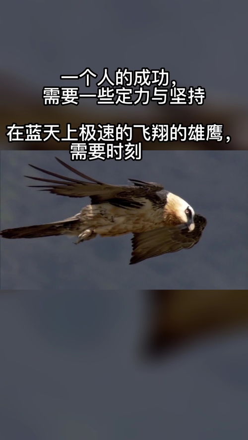 鹰的故事的励志故事,鹰的重生励志短句？