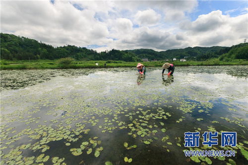 重庆石柱加快发展 食养 产业 推动康养美食走向全国 