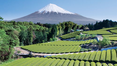 日本永居需要在日本住吗(获得日本永驻在留的步骤)