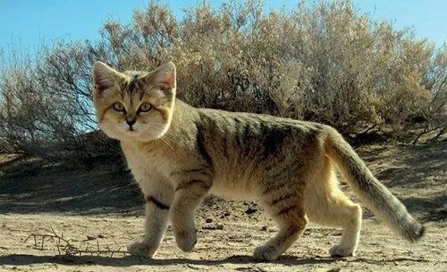 地球上唯一生活在沙漠的猫,外表呆萌却很凶悍,连蛇都不是它对手
