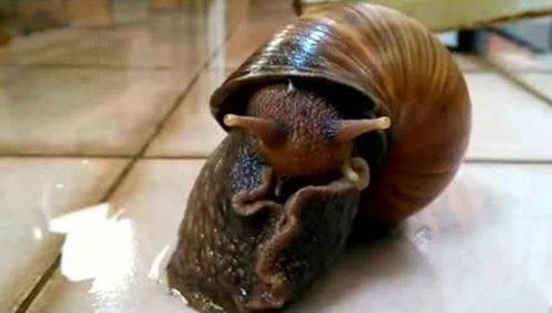 巨型非洲蜗牛,女子把它当宠物养,网友表示不能接受