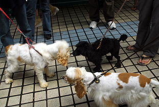 海口启动城市养犬专项整治行动 将组建捕犬队捕捉收容流浪犬