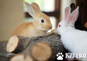 宠物兔子的价格 一般宠物兔子在200左右