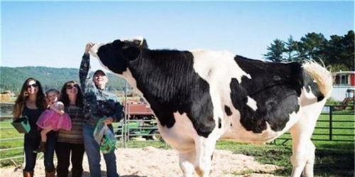 世界上最大的牛,站在牛群里像一座小山,吸引游客争相参观