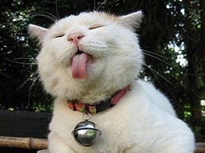 如果猫咪身上喷了香水,还舔了,会死吗 