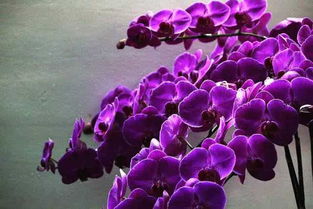 蝴蝶兰紫水晶特点？