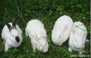 幼兔不容易辨别公母,怎么辨别兔子公母呢 