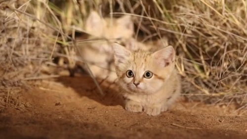 非洲的沙丘猫因可爱,被收养后濒临绝种,网友 那就住沙漠养一个 