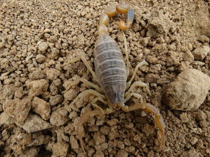 蝎子养殖群是最新的蝎子养殖骗局手段,坑害不少养蝎新手
