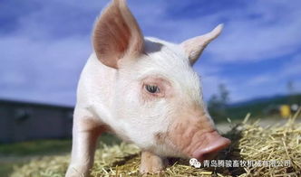猪用铸铁饮水碗 2017年养猪的补贴政策 