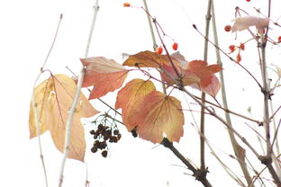 关于秋天枫叶的诗句古诗词