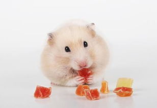 仓鼠可以吃苹果吗,仓鼠可以吃那些水果和蔬菜