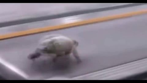 自律的乌龟是多么可怕
