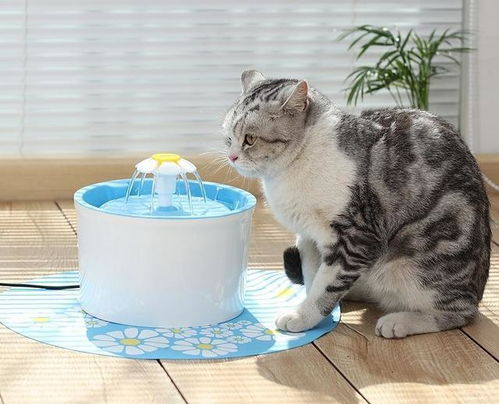 养猫多年,终于发现让猫喝水的好方法,还有一个小妙招屡试不爽