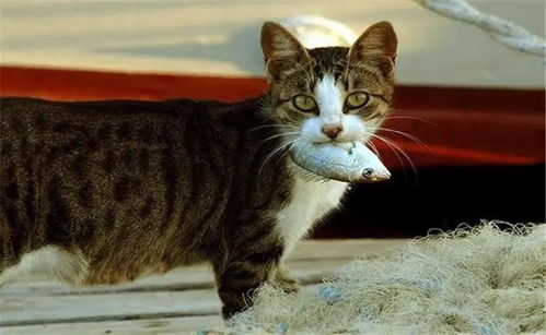 猫咪为什么不能吃人类的食物 这20种食物对猫有害,尤其是火腿肠