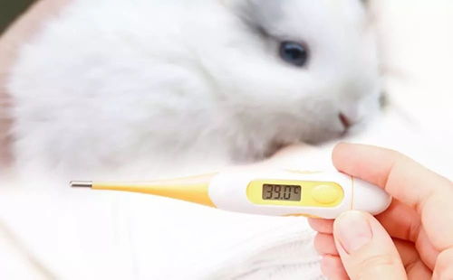急,兔子好像发烧了 怎么测体温