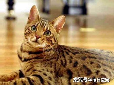 宠物豹猫背后的残忍真相 你养宠物豹猫,而野生豹猫却因你而死