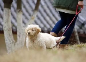 每户限养一狗 太仓的铲屎官注意,最新 养犬管理条例 出炉 