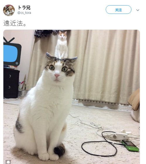 猫的头上顶着一只迷你猫 日本网友吐槽 JOJO的绯红之王