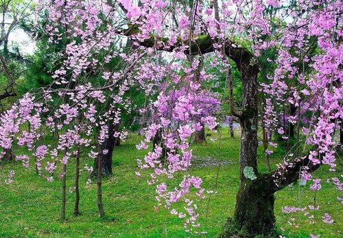 八字算命 桃花