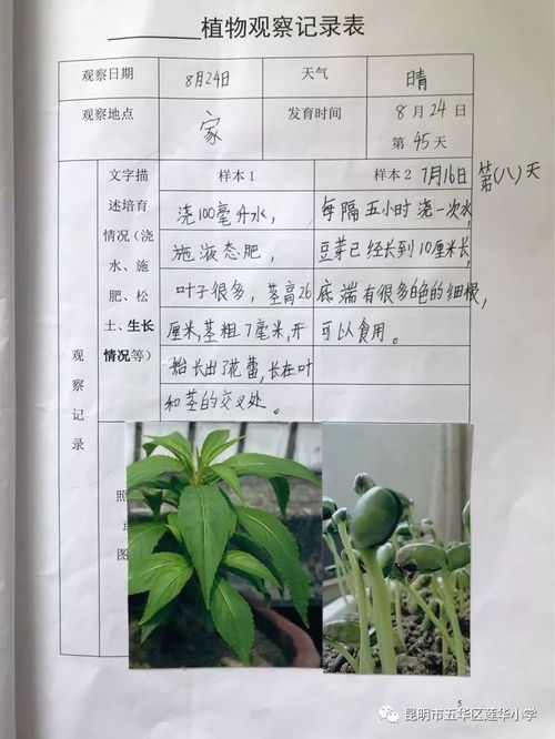 三年级植物观察记录卡作业 暑假植物生长观察日记