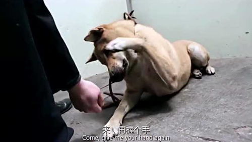 催泪影片 狗狗被主人抛弃后,在外流浪了33天,意外当上了警犬 
