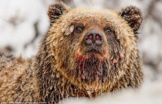 极地专家为揭示熊的奥秘拍摄了上千只熊