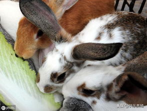 兔子不爱吃食,怎么破