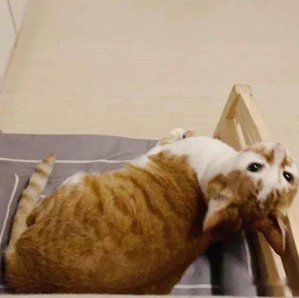 铲屎官给猫咪买了小床,没想到猫咪长得太快