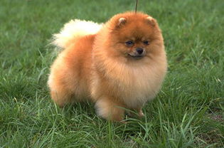 谁能告诉我图片里的狗狗叫什么名字 小短腿,金黄的毛,挺可爱的, 