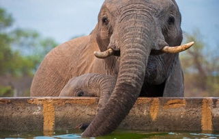 南非小象趴水池边喝水照片神似涂鸦人物基莱 