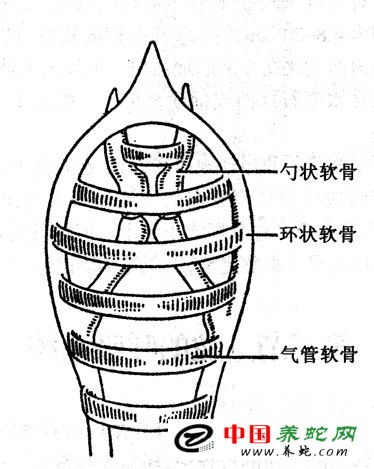 呼吸系统造句-呼气怎么造句？