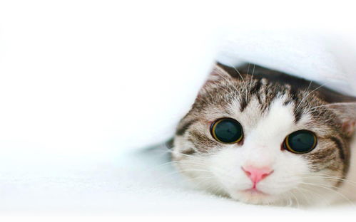 可爱的小猫壁纸 可爱的小猫壁纸大全