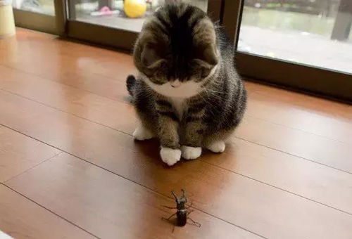 猫咪遇到了只血厚攻高的虫子,两打一还输了,猫 它肯定充钱了