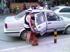 出租车可以带宠物上车吗 