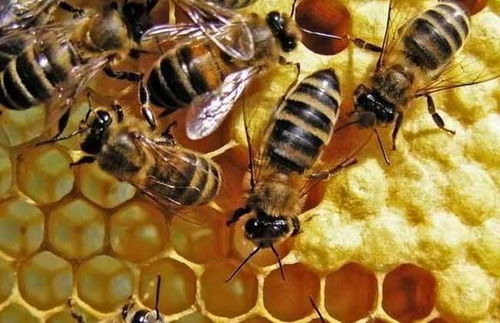 冬季蜂蜜5种 甜蜜 吃法