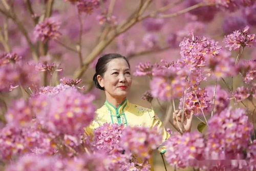 红花风铃和紫花风铃区别(红花风铃木种子图片)