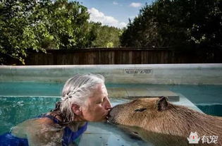水豚 给我一个游泳池,我能泡一个夏天