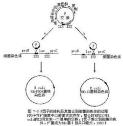 分子重组是啥？