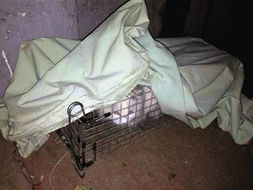 小区流浪猫被盗疑成路边烤串 两猫贩子被拘