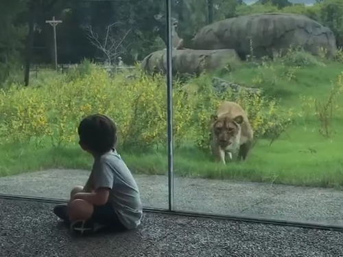 去动物园看狮子,小男孩坐在玻璃前,狮子瞬间从后面想要攻击