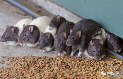 老鼠给猪场造成的危害太多 养猪场怎么灭鼠
