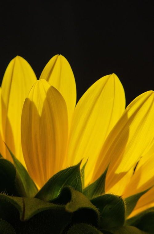春天拍摄花朵的机会,不要放过,来学这6个花朵摄影技巧吧