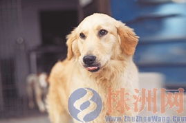株洲动物爱心协会 领养给 流浪狗 一个永久的家