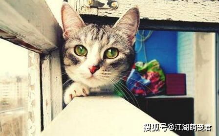 猫为什么喜欢盯着主人看 不是因为关心你,而是这5个原因 