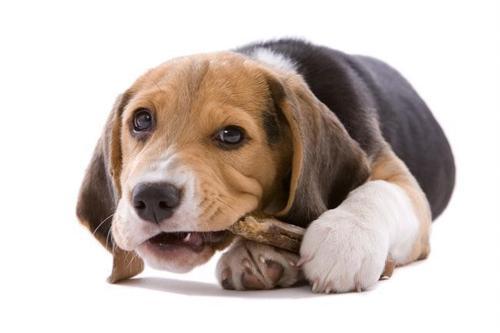 狗狗再立奇功 德国发现嗅探犬可以闻出新冠感染者,准确率高达94