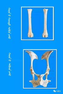 正确完整称骨一生注解